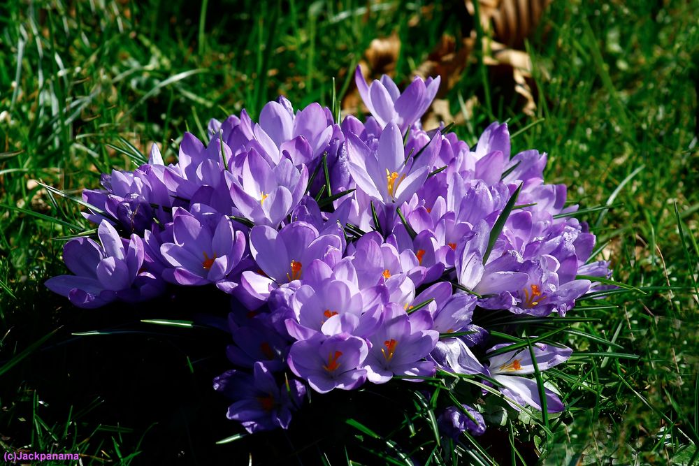 Ein verspäteter Gruss zum Frühlingsanfang