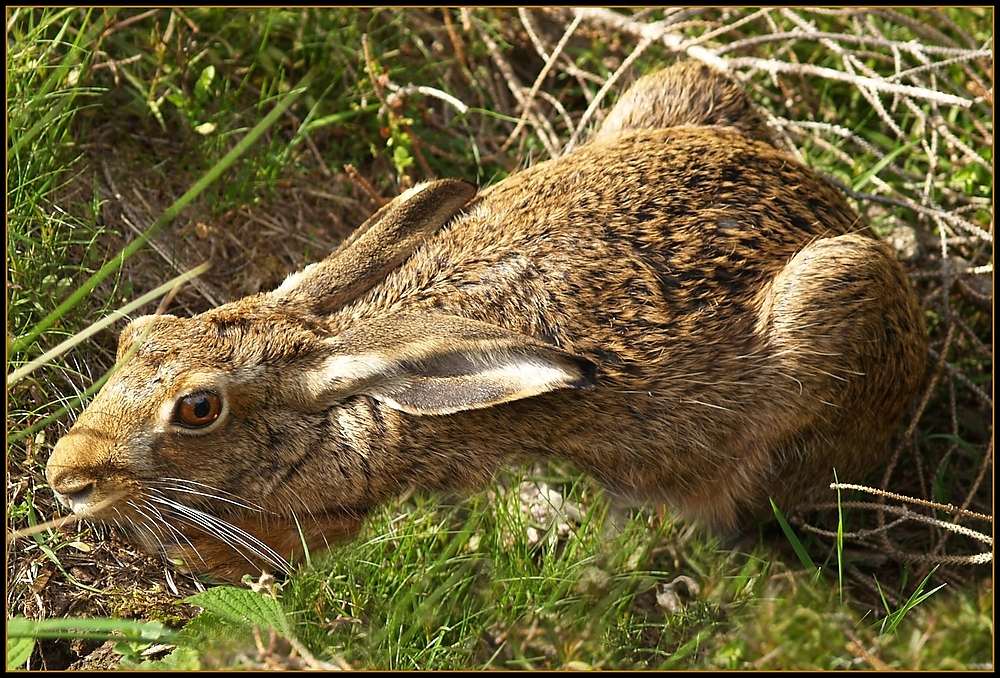 Ein verspäteter Osterhase