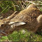 Ein verspäteter Osterhase