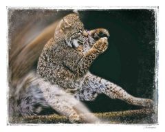 - ein verspielter Luchs in Aktion -