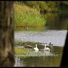 Ein versteckter Blick