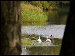 Ein versteckter Blick