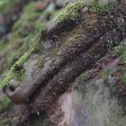 Ein versteckter Drachenkopf auf einem Grabstein