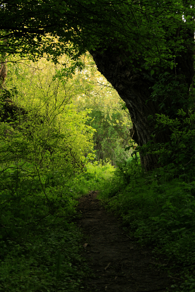 Ein versteckter Weg