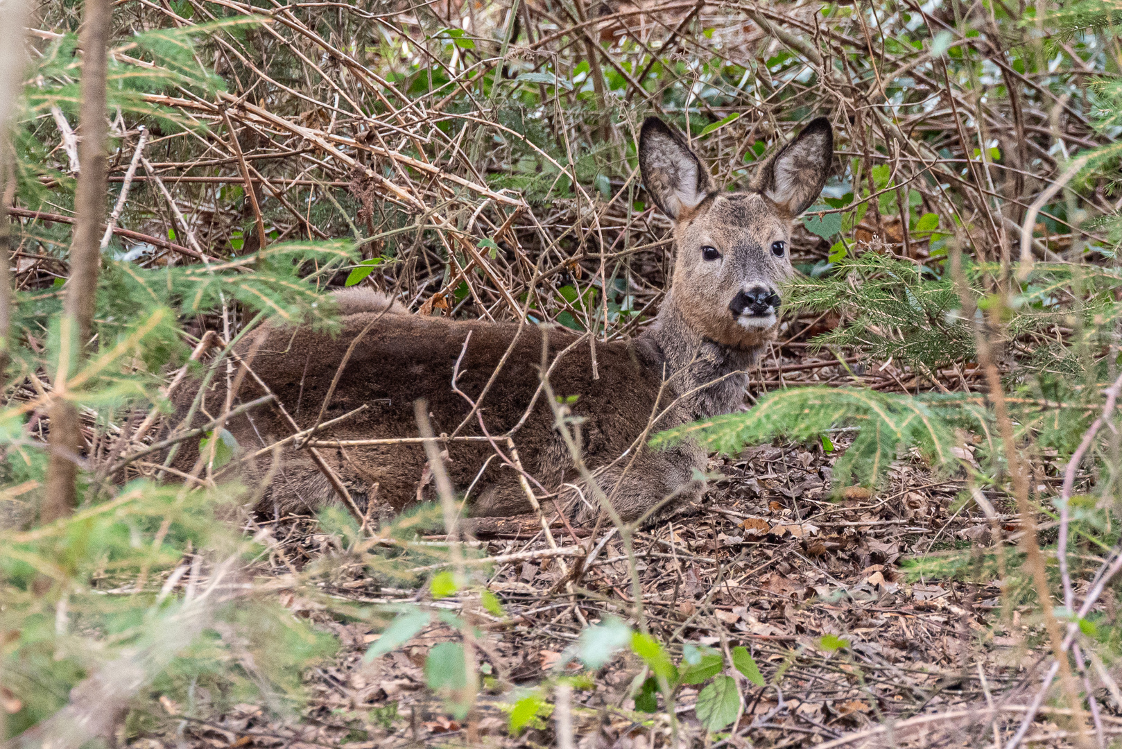 Ein verstecktes, müdes Reh 