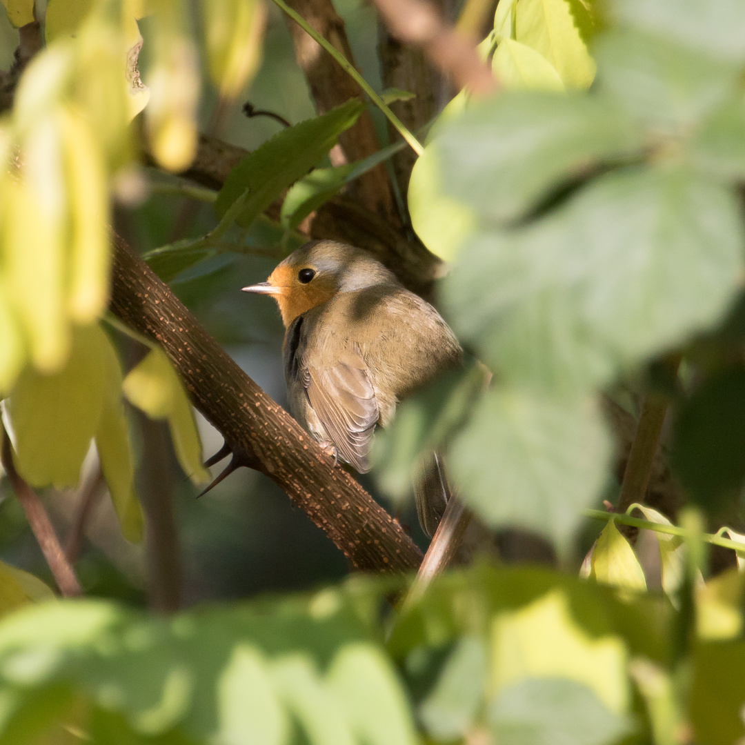 ein verstecktes Rotkehlchen