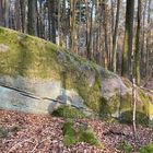 Ein versteinerter Wal im Pfälzerwald?