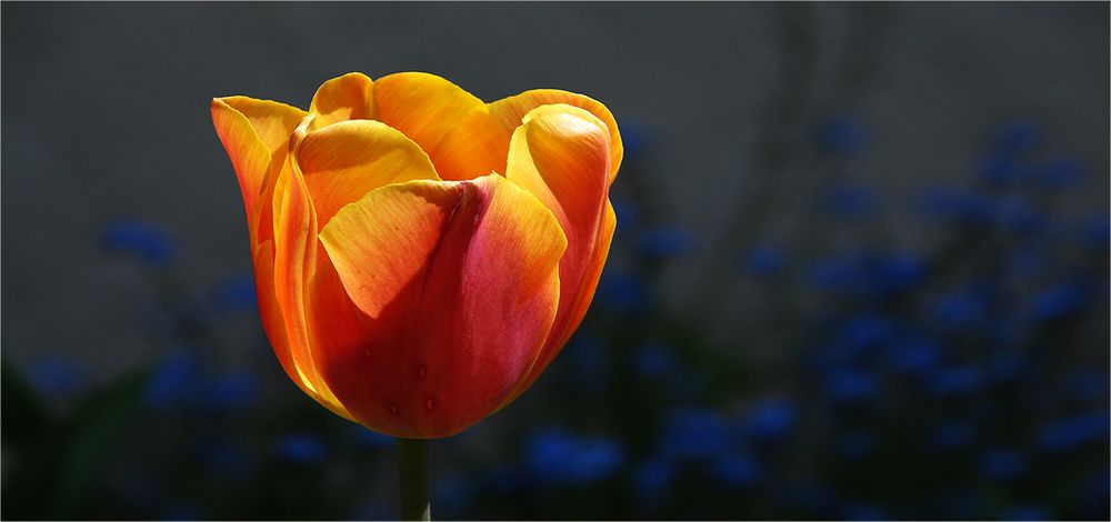 Ein verstohlener Blick in Nachbars Garten