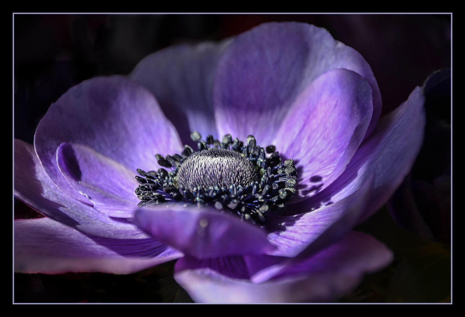 Ein Versuch Anemone