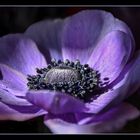 Ein Versuch Anemone