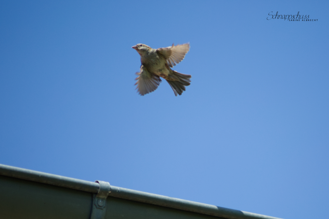 Ein Versuch aus meiner Vogelfotografie