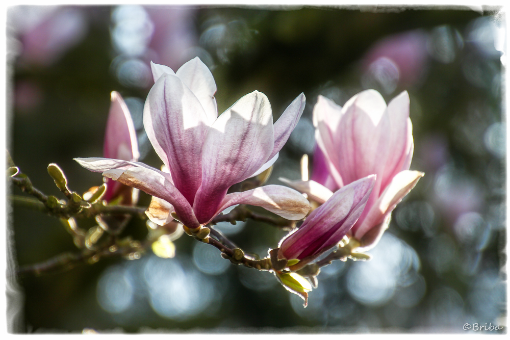 ein versuch von frühling