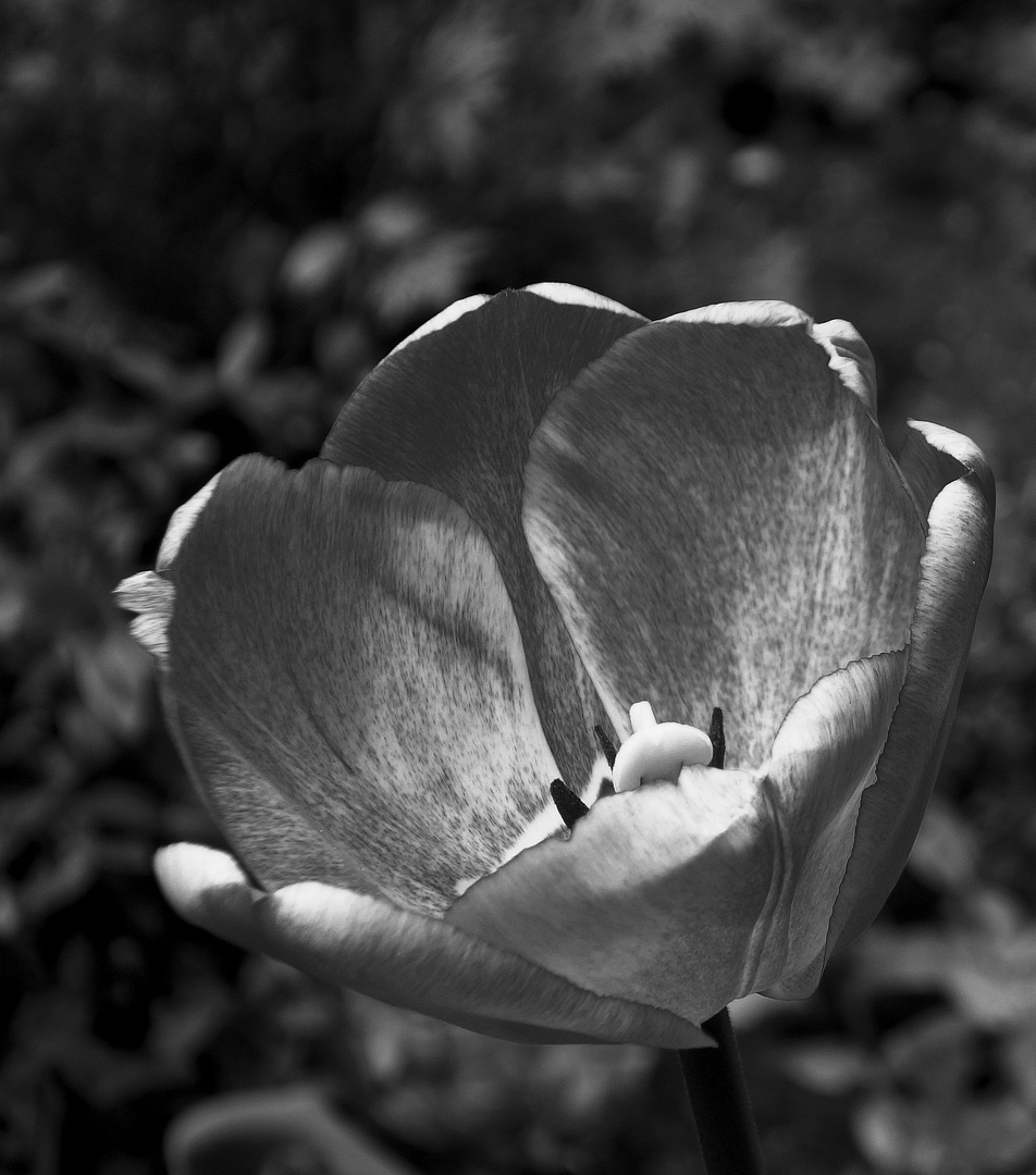 ein versucherle: entfärbte farbige tulpe