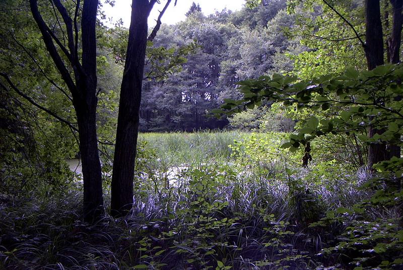 Ein versumpfter Teich im Wald..........