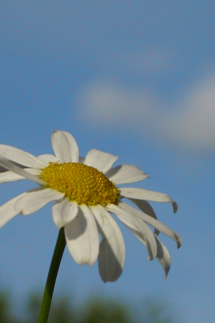 ein verträumter Sommertag