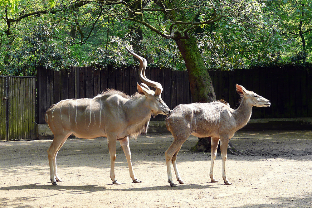 Ein vertraues Paar - großer Kudu