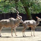 Ein vertraues Paar - großer Kudu