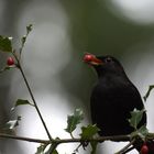 Ein vertrauter Vertreter bedient sich an Ilex-Früchten