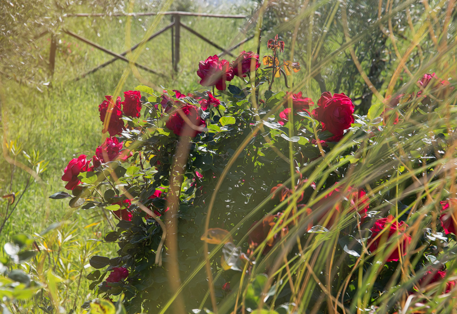 ein verwilderter Garten...