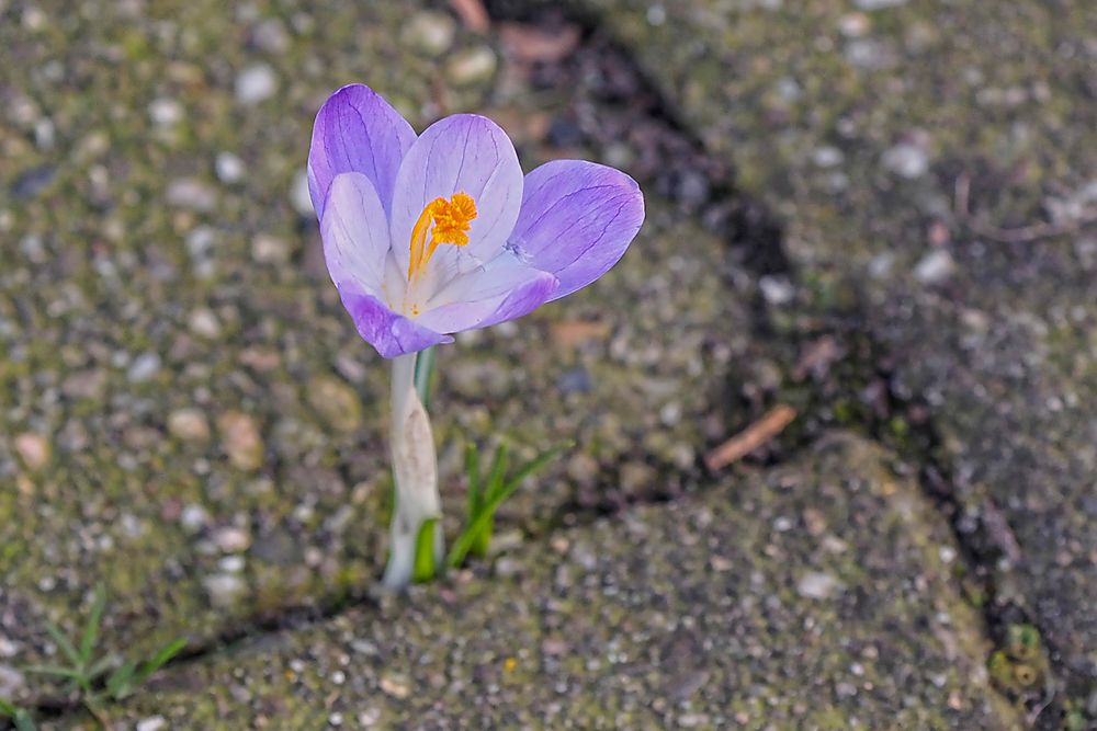 Ein verwilderter Krokus hat sich in einer Pflasterfuge eingerichtet.