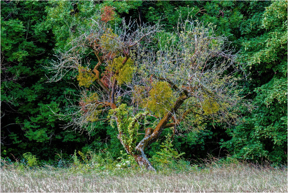 Ein verwunschener Baum