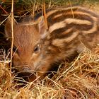 Ein vielleicht einen Tag alter Frischling im Wildpark Leipzig