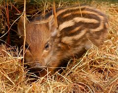 Ein vielleicht einen Tag alter Frischling im Wildpark Leipzig