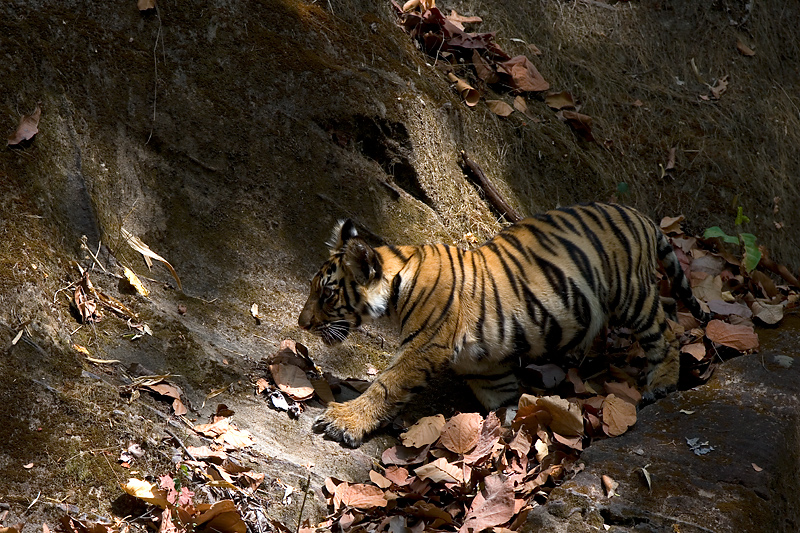 Ein vier Monate alter indischer Tiger sucht sich einen Ruheplatz