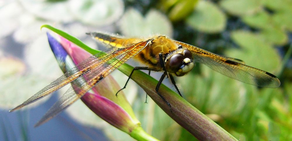 Ein Vierfleck (Libellula quadrimaculata) auf der Lauer - Makroaufnahme