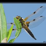 Ein Vierfleck (Libellula quadrimaculata)