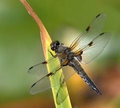 Ein VIERFLECK macht Rast am Gartenteich....