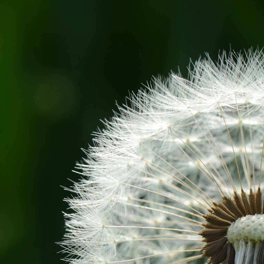 Ein viertel Pusteblume