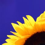 Ein Viertel Sonnenblume
