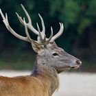 Ein Vierzehnender betritt die Naturbühne.......Naturaufnahme aus Tarnzelt.