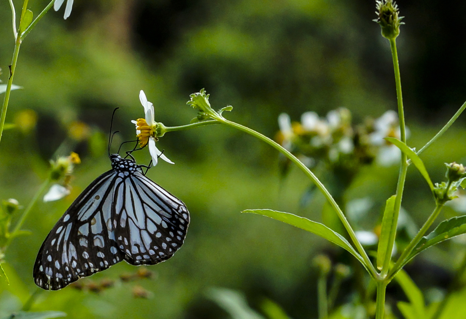 Ein vietnamischer Schmetterling, Parantica aglea, Glassy Tiger. Ein Edelfalter. 