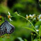 Ein vietnamischer Schmetterling, Parantica aglea, Glassy Tiger. Ein Edelfalter. 