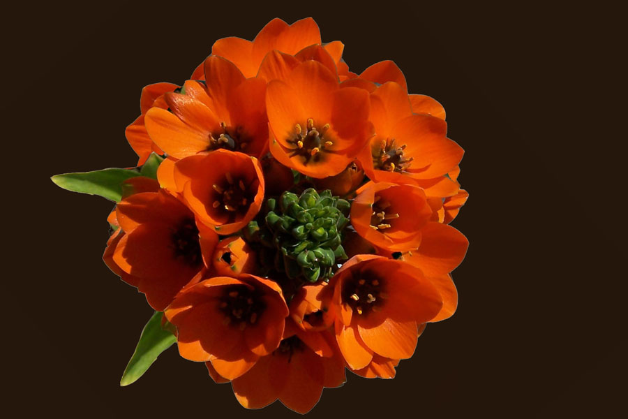 Virtueller Blumenstrauß Virtueller Blumenstrauß