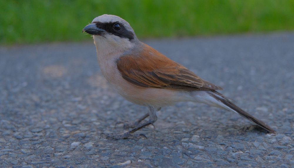 ein Vögelchen, angefahren auf der Straße (un pájaro, atropellado en la carretera)