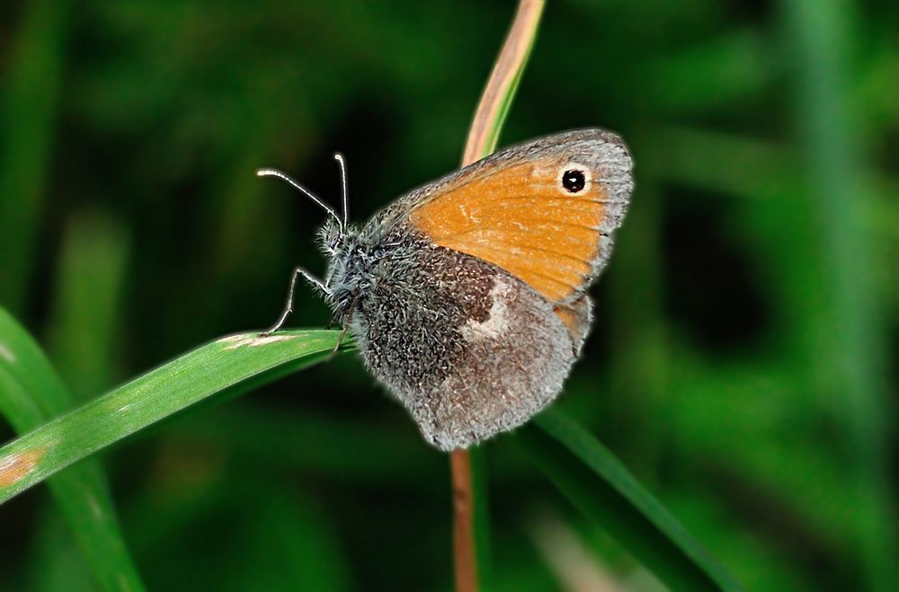 Ein Vögelchen auf der Wiese