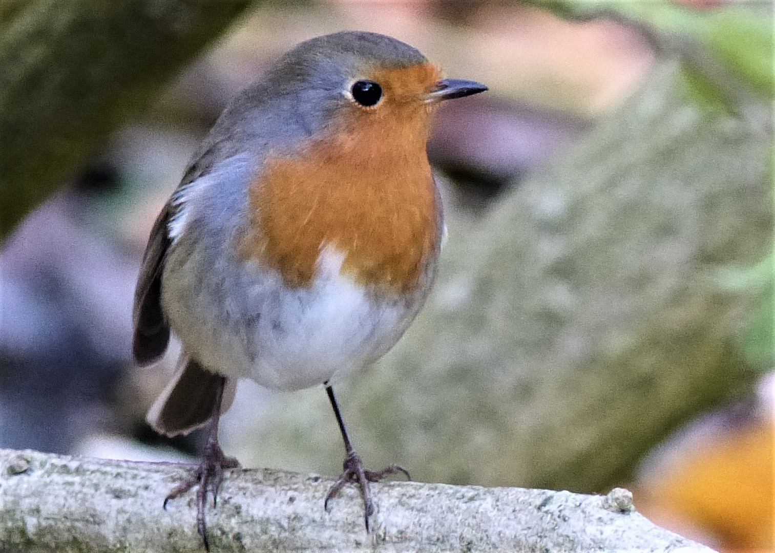 Ein Vöglein klein im Garten