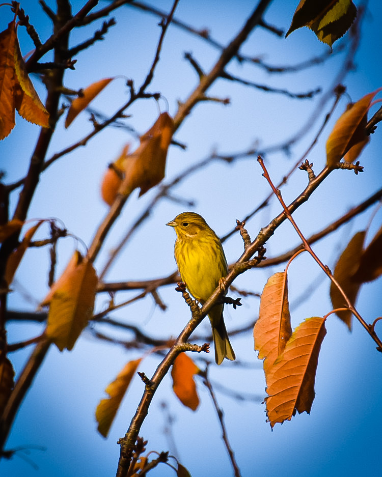 Ein Vogel 