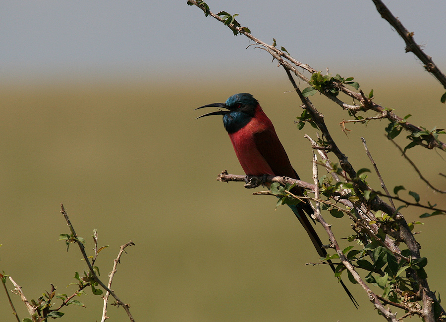 ein Vogel