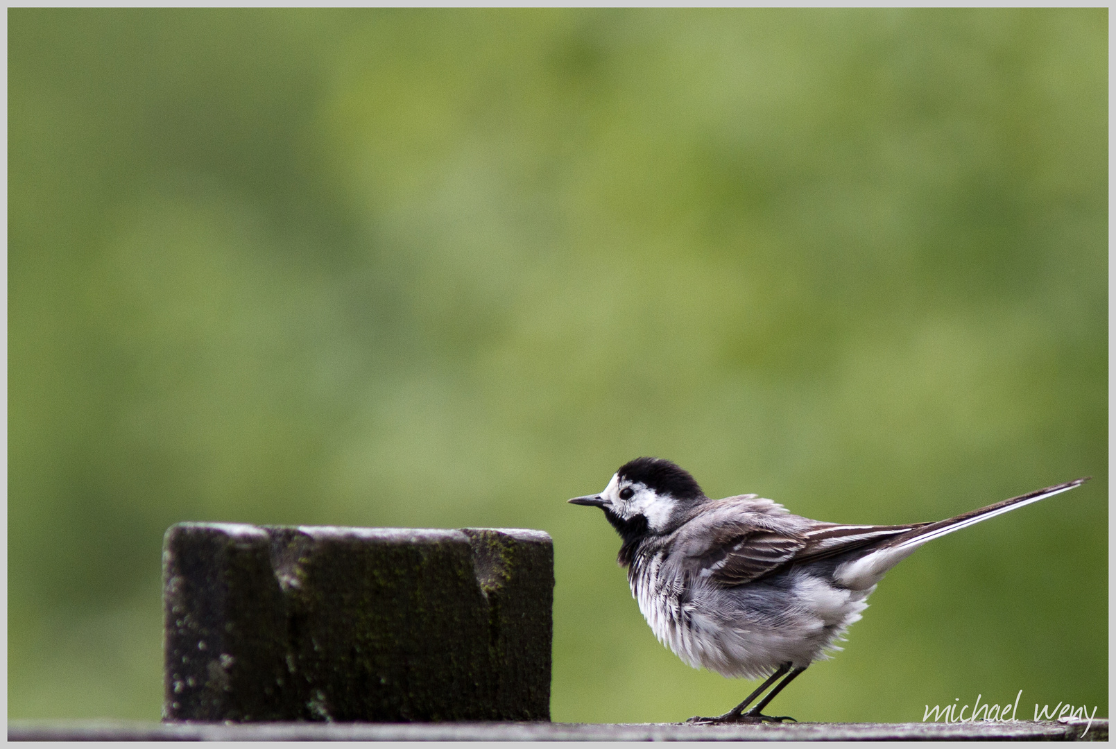 Ein Vogel