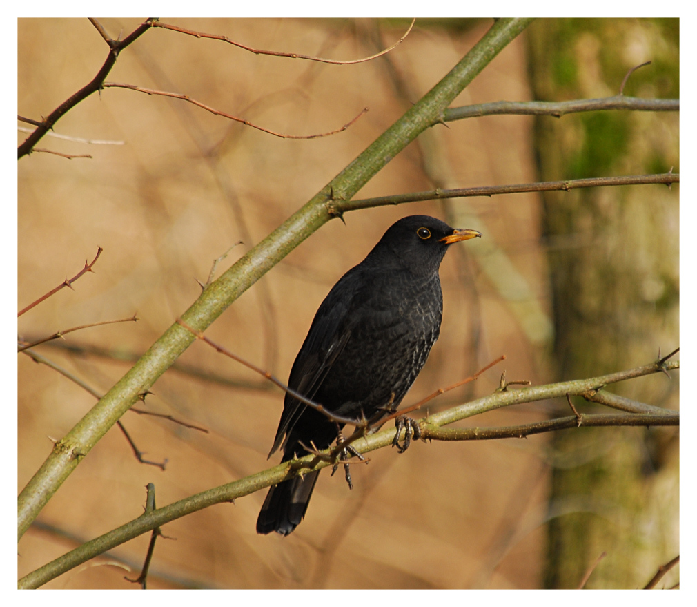 ....ein Vogel