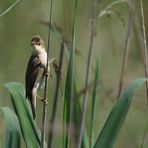 Ein Vogel......