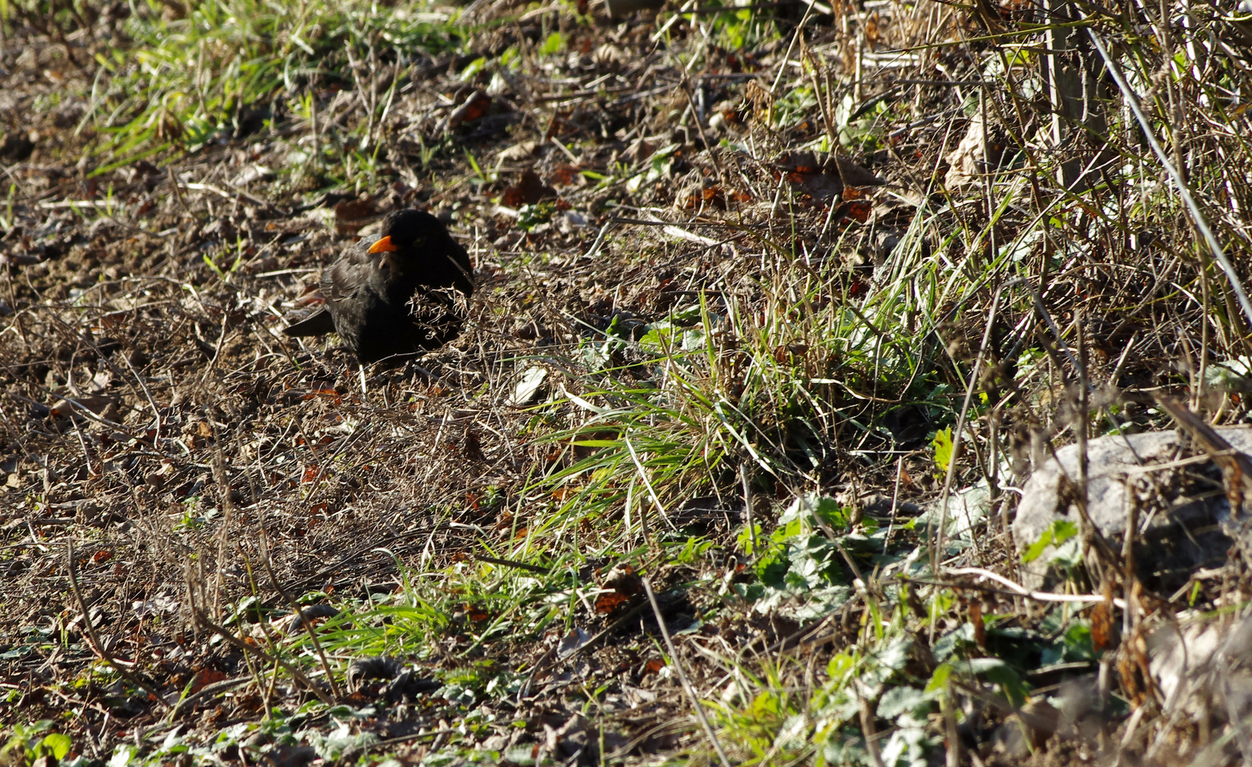 ...ein Vogel