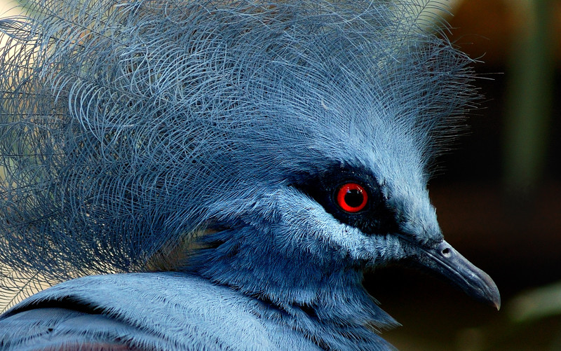 ein Vogel