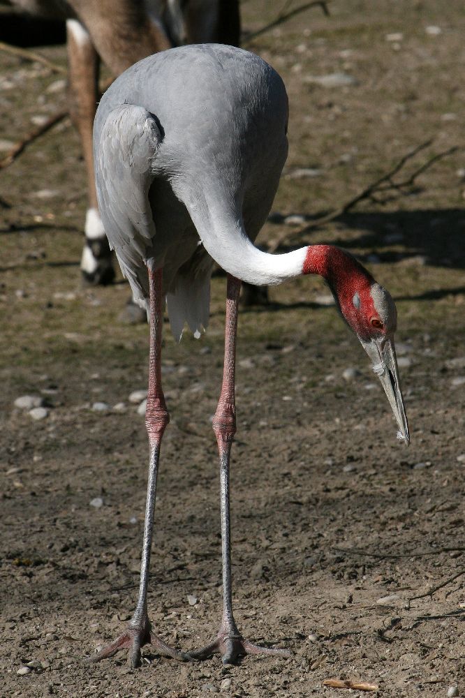 Ein Vogel