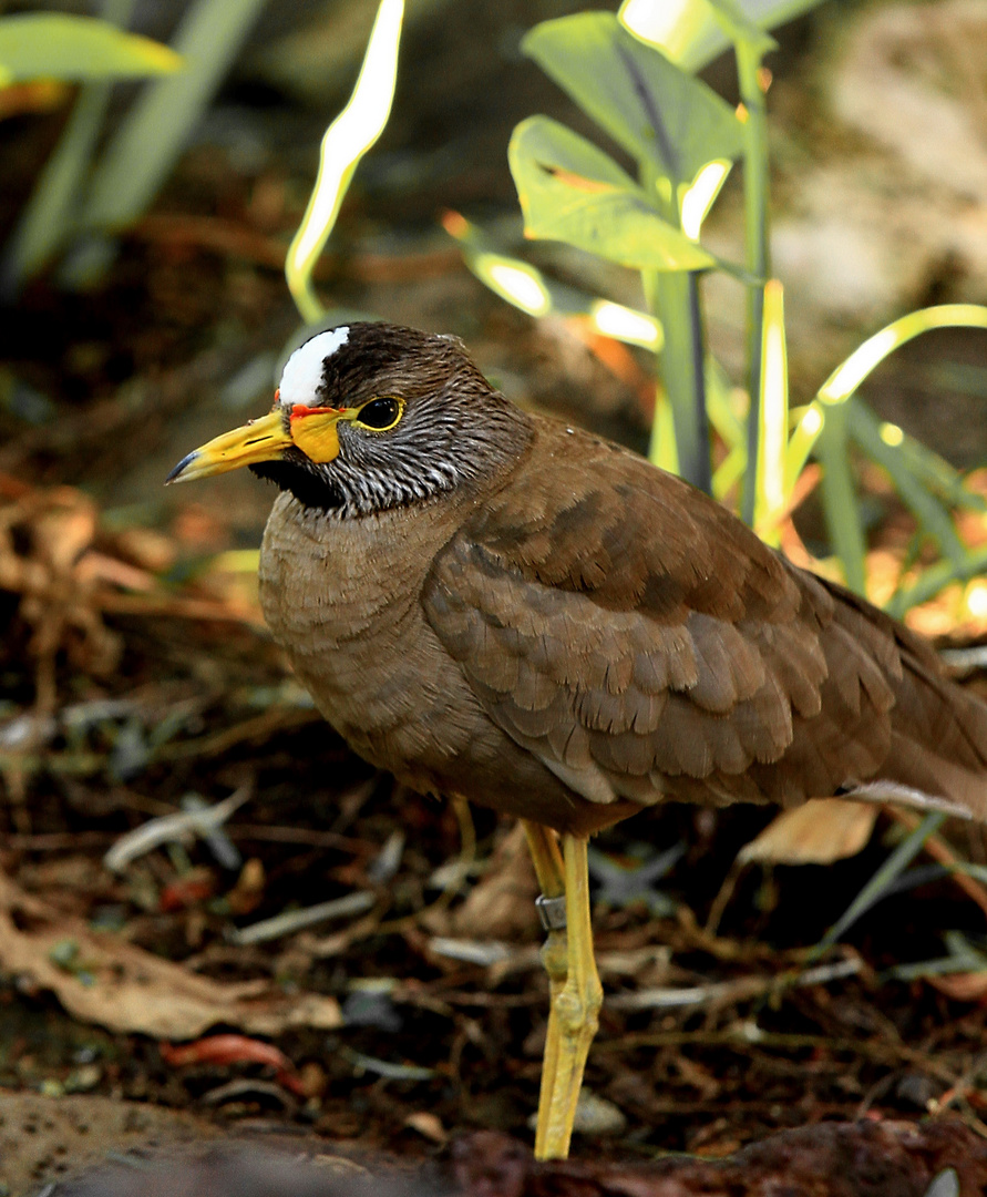 Ein Vogel, aber was für einer?