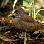 Ein Vogel, aber was für einer?